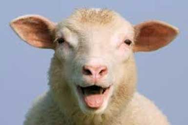 Sheeps wool insulation